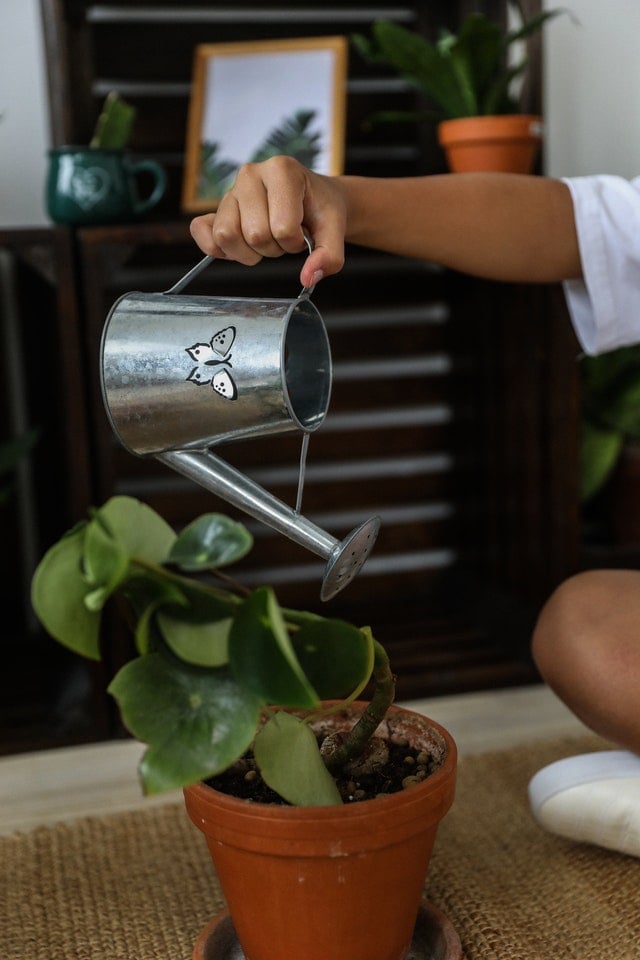 someone out of frame watering a plant with a watering can