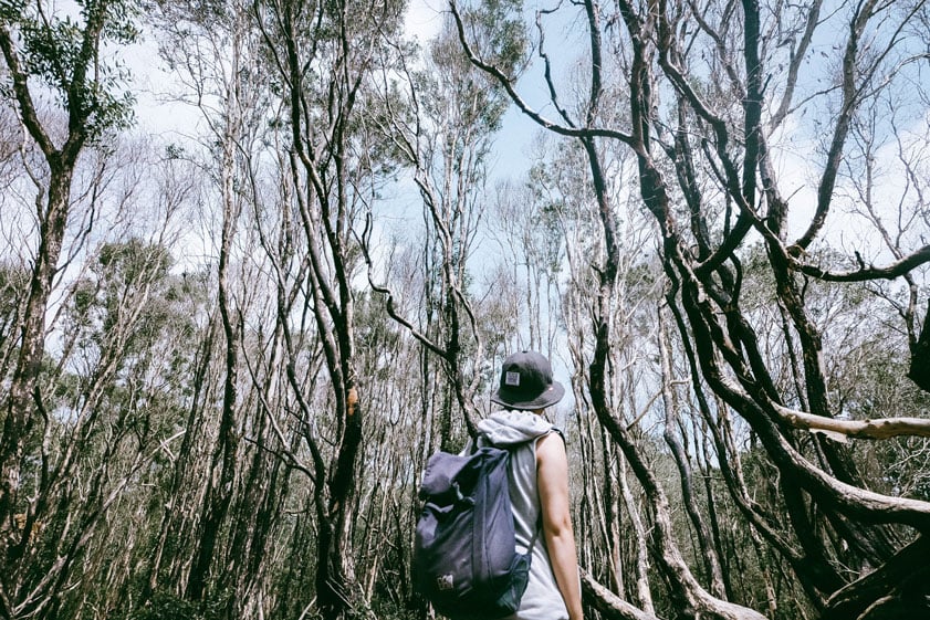 traveller in a forest
